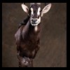 African-Antelope-taxidermy-by-BB-Taxidermy-Houston-260