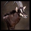African-Antelope-taxidermy-by-BB-Taxidermy-Houston-261