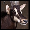 African-Antelope-taxidermy-by-BB-Taxidermy-Houston-262