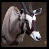 African-Antelope-taxidermy-by-BB-Taxidermy-Houston-265