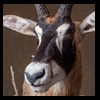 African-Antelope-taxidermy-by-BB-Taxidermy-Houston-267