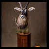 African-Antelope-taxidermy-by-BB-Taxidermy-Houston-268
