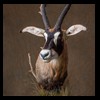 African-Antelope-taxidermy-by-BB-Taxidermy-Houston-269