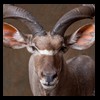 African-Antelope-taxidermy-by-BB-Taxidermy-Houston-271