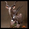 African-Antelope-taxidermy-by-BB-Taxidermy-Houston-272