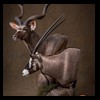 African-Antelope-taxidermy-by-BB-Taxidermy-Houston-273