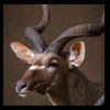 African-Antelope-taxidermy-by-BB-Taxidermy-Houston-275