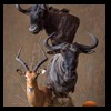 African-Antelope-taxidermy-by-BB-Taxidermy-Houston-277