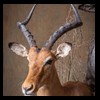 African-Antelope-taxidermy-by-BB-Taxidermy-Houston-278