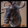 African-Antelope-taxidermy-by-BB-Taxidermy-Houston-279