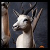 African-Antelope-taxidermy-by-BB-Taxidermy-Houston-286