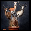 African-Antelope-taxidermy-by-BB-Taxidermy-Houston-287