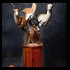 African-Antelope-taxidermy-by-BB-Taxidermy-Houston-288