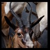 African-Antelope-taxidermy-by-BB-Taxidermy-Houston-289