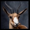 African-Antelope-taxidermy-by-BB-Taxidermy-Houston-290