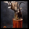 African-Antelope-taxidermy-by-BB-Taxidermy-Houston-291