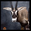 African-Antelope-taxidermy-by-BB-Taxidermy-Houston-292