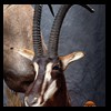 African-Antelope-taxidermy-by-BB-Taxidermy-Houston-293