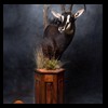 African-Antelope-taxidermy-by-BB-Taxidermy-Houston-294