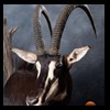 African-Antelope-taxidermy-by-BB-Taxidermy-Houston-295