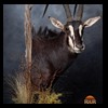 African-Antelope-taxidermy-by-BB-Taxidermy-Houston-296