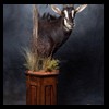 African-Antelope-taxidermy-by-BB-Taxidermy-Houston-297