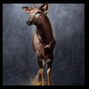 African-Antelope-taxidermy-by-BB-Taxidermy-Houston-298