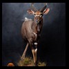 African-Antelope-taxidermy-by-BB-Taxidermy-Houston-300