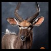 African-Antelope-taxidermy-by-BB-Taxidermy-Houston-301