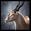 African-Antelope-taxidermy-by-BB-Taxidermy-Houston-302