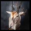 African-Antelope-taxidermy-by-BB-Taxidermy-Houston-303