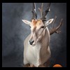 African-Antelope-taxidermy-by-BB-Taxidermy-Houston-304