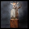African-Antelope-taxidermy-by-BB-Taxidermy-Houston-305