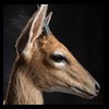 African-Antelope-taxidermy-by-BB-Taxidermy-Houston-308