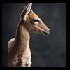 African-Antelope-taxidermy-by-BB-Taxidermy-Houston-309
