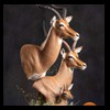 African-Antelope-taxidermy-by-BB-Taxidermy-Houston-311