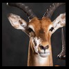 African-Antelope-taxidermy-by-BB-Taxidermy-Houston-313