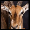 African-Antelope-taxidermy-by-BB-Taxidermy-Houston-314