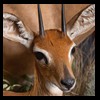 African-Antelope-taxidermy-by-BB-Taxidermy-Houston-315