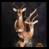African-Antelope-taxidermy-by-BB-Taxidermy-Houston-316