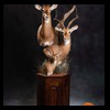 African-Antelope-taxidermy-by-BB-Taxidermy-Houston-317
