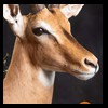 African-Antelope-taxidermy-by-BB-Taxidermy-Houston-318