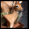 African-Antelope-taxidermy-by-BB-Taxidermy-Houston-319