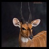 African-Antelope-taxidermy-by-BB-Taxidermy-Houston-320