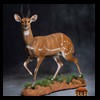African-Antelope-taxidermy-by-BB-Taxidermy-Houston-321