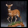African-Antelope-taxidermy-by-BB-Taxidermy-Houston-322