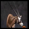 African-Antelope-taxidermy-by-BB-Taxidermy-Houston-323