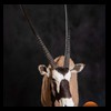 African-Antelope-taxidermy-by-BB-Taxidermy-Houston-326