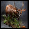 African-Antelope-taxidermy-by-BB-Taxidermy-Houston-327