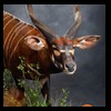 African-Antelope-taxidermy-by-BB-Taxidermy-Houston-329